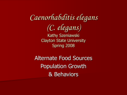 Caenorhabditis elegans - Clayton State University