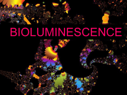Bioluminescence PowerPoint