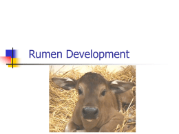 Transition from birth to functional ruminant