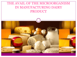 the avail of the microorganism in manufacturing dairy product