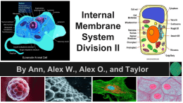 Internal Membrane System Division II