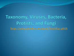 Taxonomy Viruses Bacteria Protists and Fungix