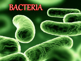 Bacteria File