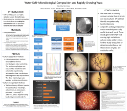Water Kefir Microbial Composition and Rapidly Growing Yeast