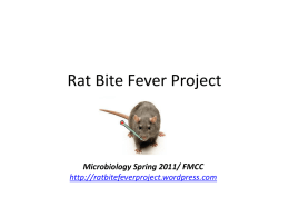 Rat Bite Fever Project