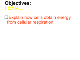 Cell Respiration Worksheet Document
