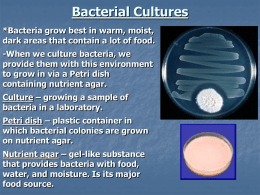 Bacterial Cultures