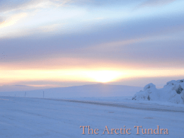 The Arctic Tundra