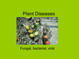 Plant Diseases - Pukekohe High School