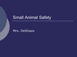Small Animal Safety