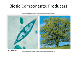Biotic Components: Producers