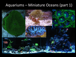 Aquariums * Miniature Oceans