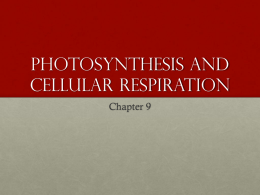 Photosynthesis AND Cellular Respiration