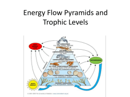 Energy Flow Pyramids and Trophic Levels
