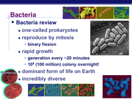 Bacteria Basics and Diversity of Bacteria