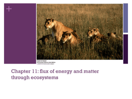Chapter 6: Energy in the Ecosystem