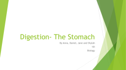 What does HCL do in your stomach?