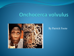 Onchocerca volvulus