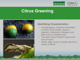 Citrus Greening - Conservation Gateway
