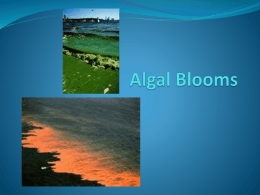 Algal Blooms - Stanwich School
