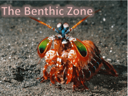 The Benthic Zone