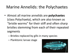 Marine Annelids: the Polychaetes