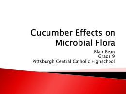 GMO Effects on Microbial Flora