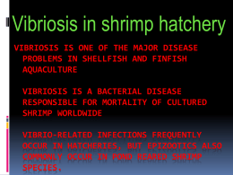 Vibriosis in shrimp hatchery