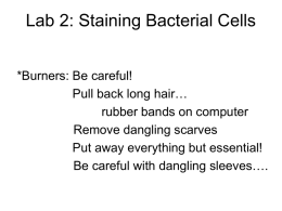 Lab 2: Staining Bacterial Cells