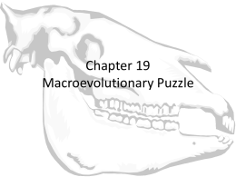 Chapter 19 Macroevolutionary Puzzle