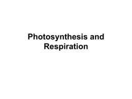 07-Nutrient Cycles, Photo. and Resp. Note