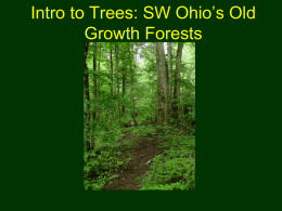 Old Growth Forests