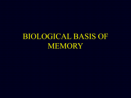 BIOLOGICAL BASIS OF MEMORY