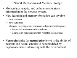 neural plasticity