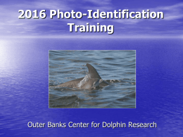 Photo-Identification Presentation - Outer Banks Center for Dolphin