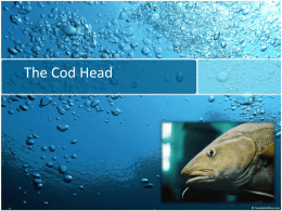 The Cod Head 1A