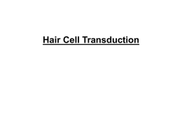 HairCellTransductionx