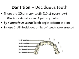 Dentition * Deciduous teeth