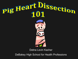 Pig Heart Dissection PowerPoint