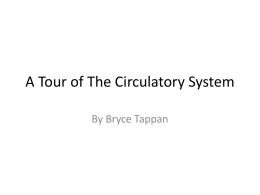 A_Tour_of_The_Circulatory_System