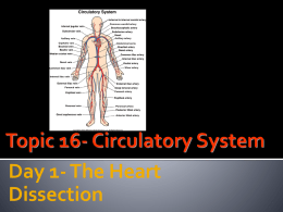 CirculatorySystem_Updated _1