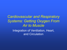 Cardiorespiratory system