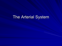 3 - The Arterial System