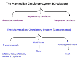 The Circulatory System (PowerPoint)