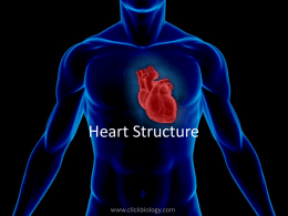 Heart-structure-and-function-teacher-2003
