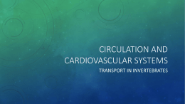 Circulation and cardiovascular systems