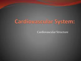 Cardiovascular System: - Hinsdale Township High School