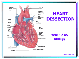 HEART DISSECTION - BiologyMad A