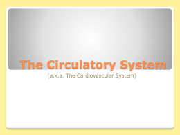 The Circulatory System