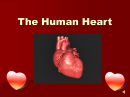 The Human Heart